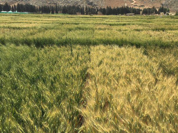 Durum Wheat Field