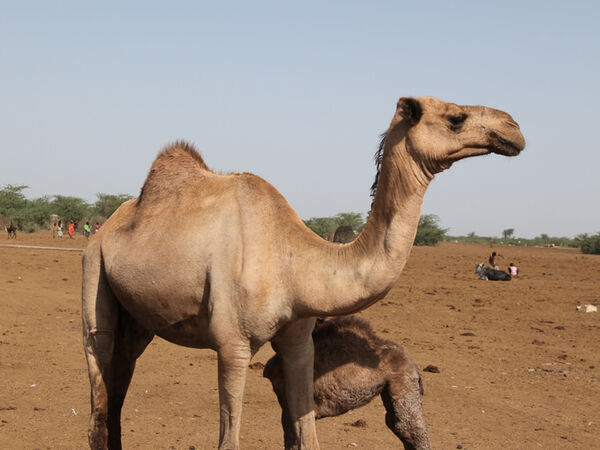 Camel with calf in Afar, Ethiopia (photo credit: ILRI)