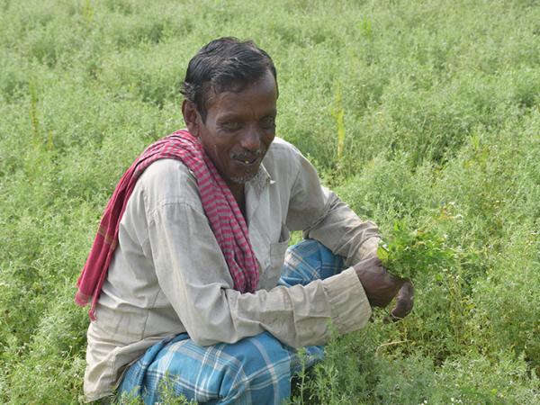 Farmers are growing lentils in their fields left fallow after rice harvests.