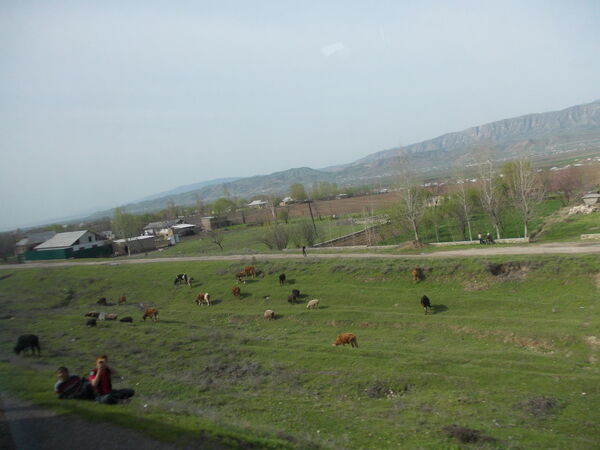 Development of a heat-tolerant livestock sector could decrease farmers’ vulnerability in Tajikistan as agricultural revenue drops due to climate change