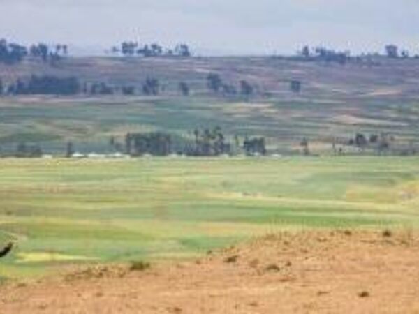 The world's dry areas need quick solutions to achieve food security 