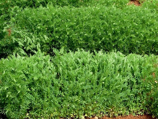 Idlib 5, the new high yielding lentil variety released in Syria.