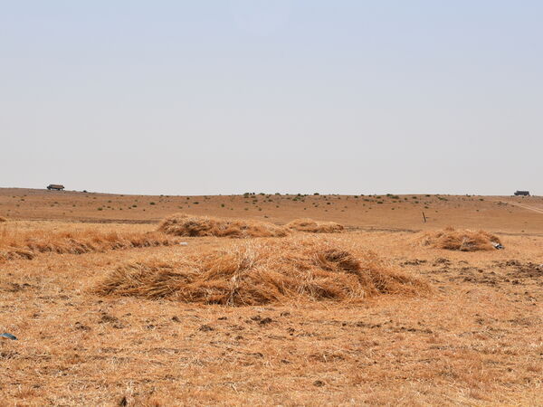 Barley harvesting in Jordan's Badia. Photo credit: Sanobar Khudaybergenova, ICARDA.