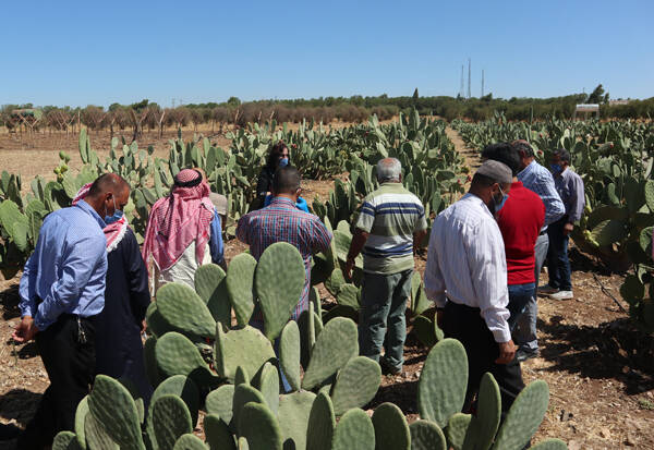 Cactus pear field days in Jordan
