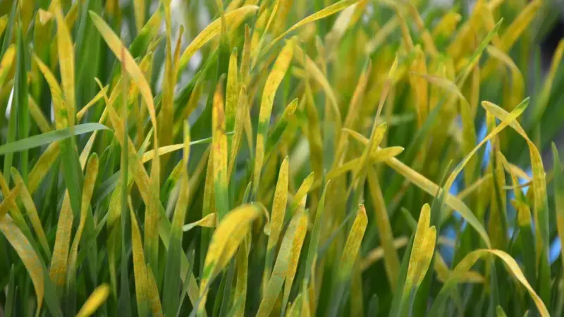 Improved crop varieties | ICARDA