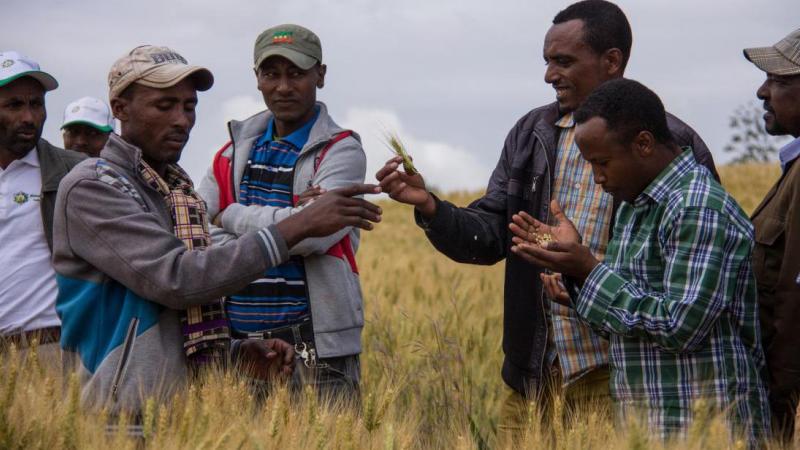 Promoting rust-resistant wheat varieties to small holder farmers in Ethiopia