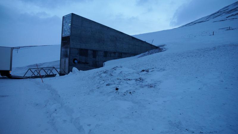 ICARDA sent its precious seed collection to the Svalbard Seed Vault for safekeeping in 2014