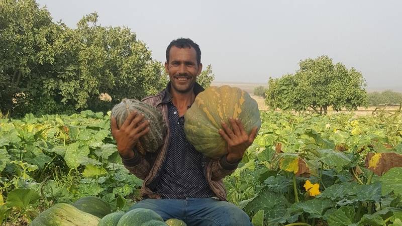 A pumpkin farmer in Settat shows the yield benefits of the FAP approach