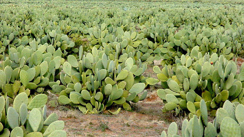 Cactus is becoming an increasingly important fodder crop in many parts of the world, given its ability to adapt to harsh conditions