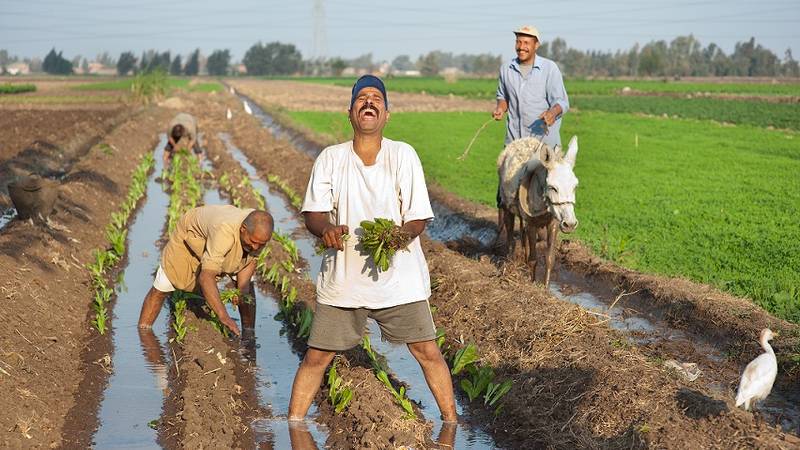 ICARDA is promoting raised-bed planting to resource-poor farmers in Egypt.