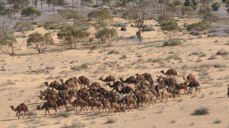 Rangeland camels