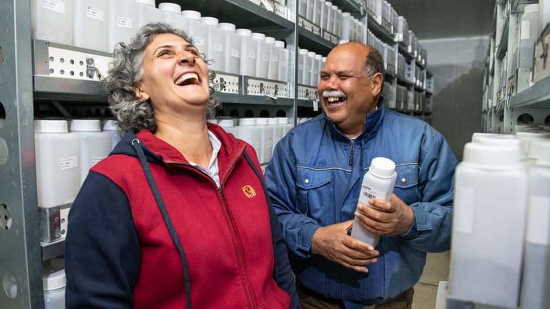 Ahmed Amri with Mariana Yazbek in the active collection of ICARDA's genebank at Terbol station in Lebanon's Beqaa Valley. Photo: Michael Major/Crop Trust
