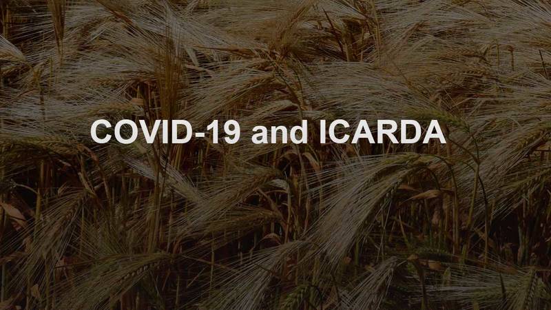 ICARDA and COVID-19