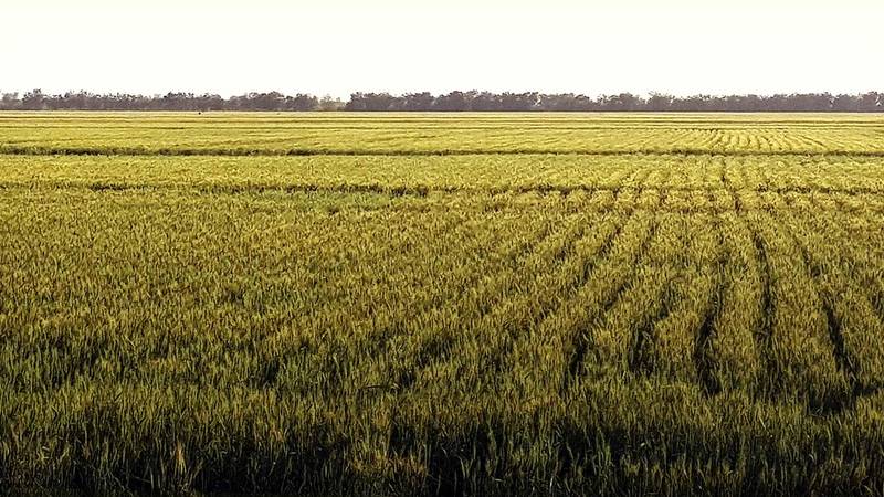 The TAAT Wheat Compact Project