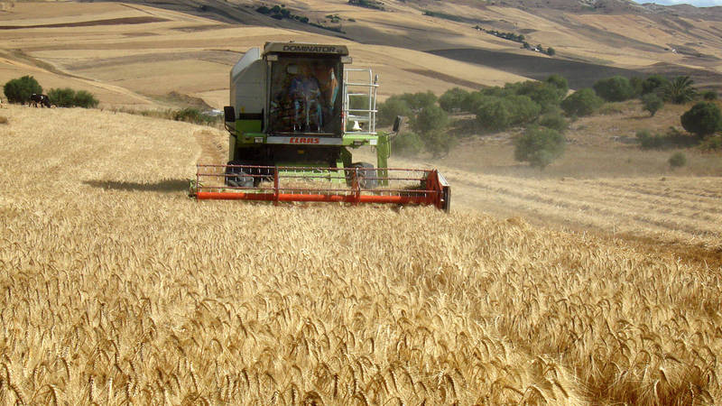 Conservation agriculture wheat harvest in Tunisia