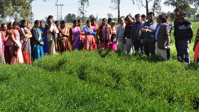 Farmers visiting ICARDA platform FLRP, Amlaha, Grasspea plot under scaling.