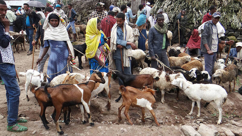 Livestock Market Ethiopia