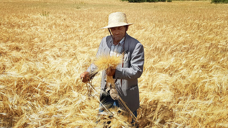 A Tunisian farmer in his barley field