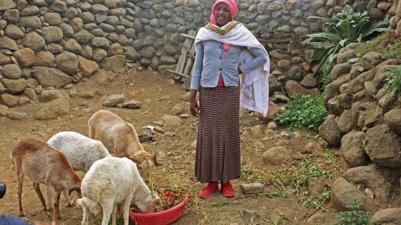 Yeshareg Tesfa (18 years) is one of 485 youth who have participated and benefited from the youth sheep fattening program. Photo by Nahom Ephrem