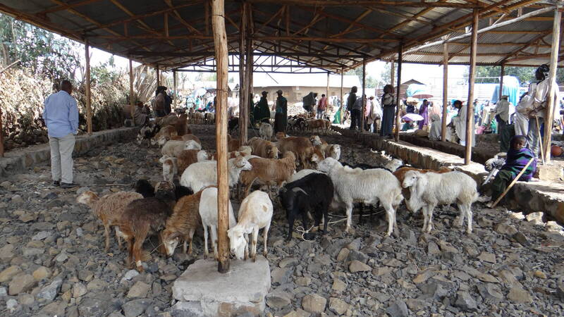 Livestock market shed in Ethiopia