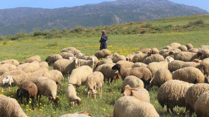 Sheep breeding in Tunisia