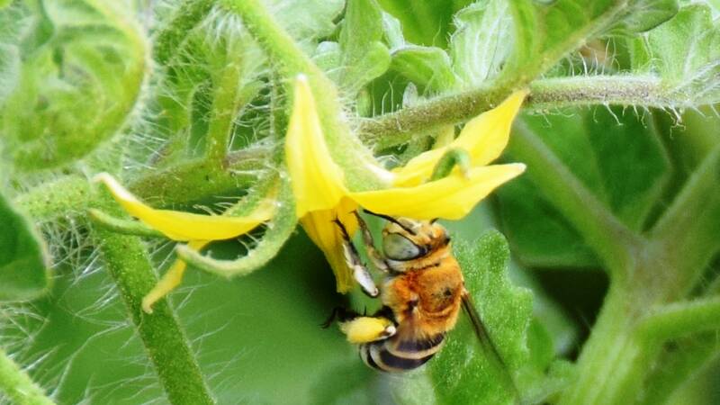 Farming with Alternative Pollinators (FAP)