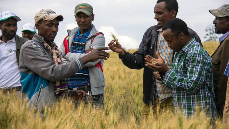 Ethiopian Farmers