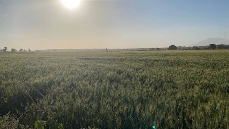 Wheat field in Ethiopia