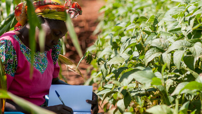 A researcher testing soil health in Kenya