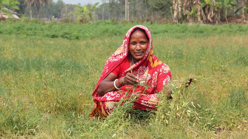 Female farmer in India holding lentil crops 
