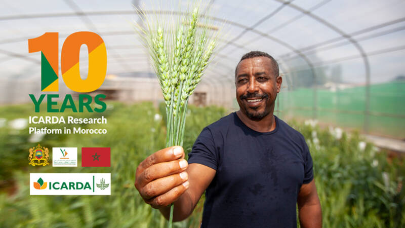 10 Years of the ICARDA Rainfed Research Platform in Morocco