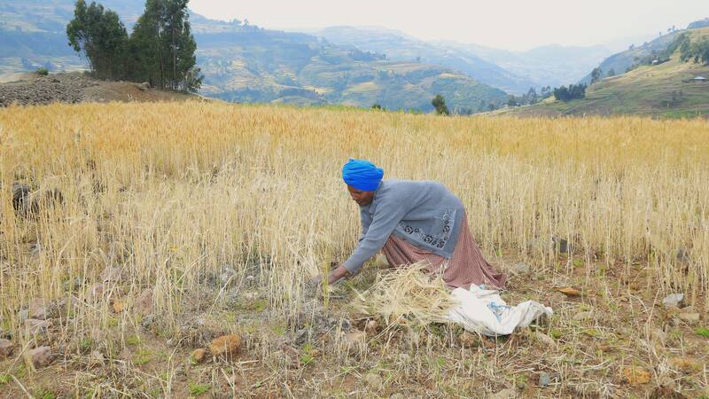 Woman harvesting barley