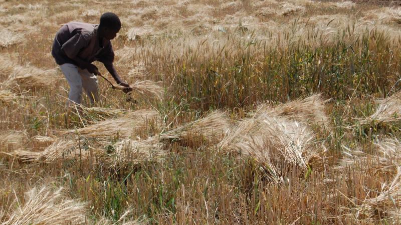 Harvesting wheat in Kano, Nigeria. 