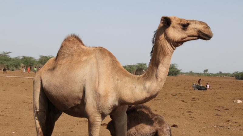 Camel with calf in Afar, Ethiopia (photo credit: ILRI)