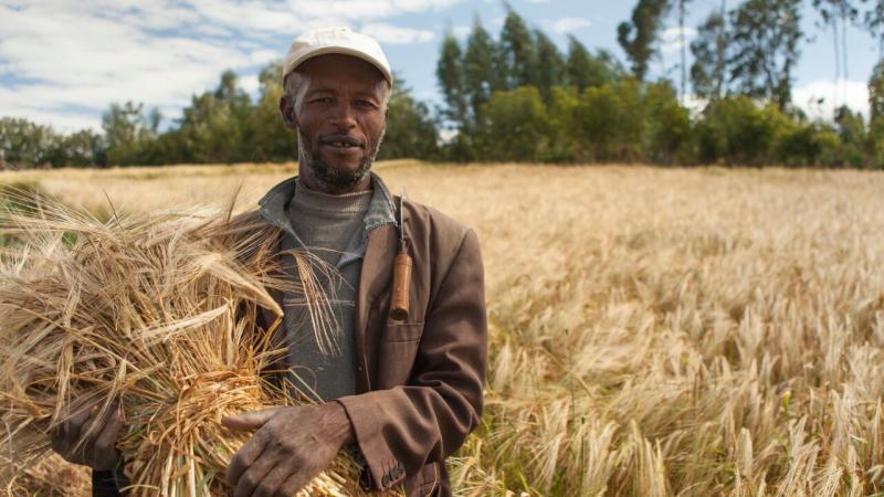 Improved malt barley varieties link to boom in beverages market, Ethiopia