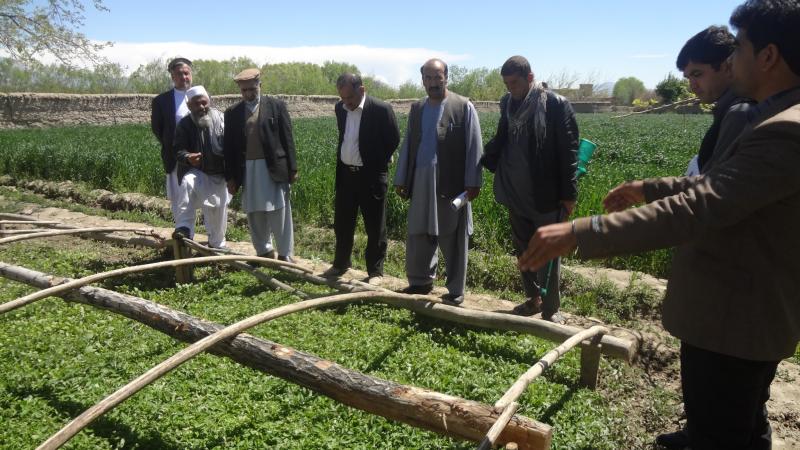 Afghanistan’s Minister of Agriculture commends ICARDA's activities and progress with farmers