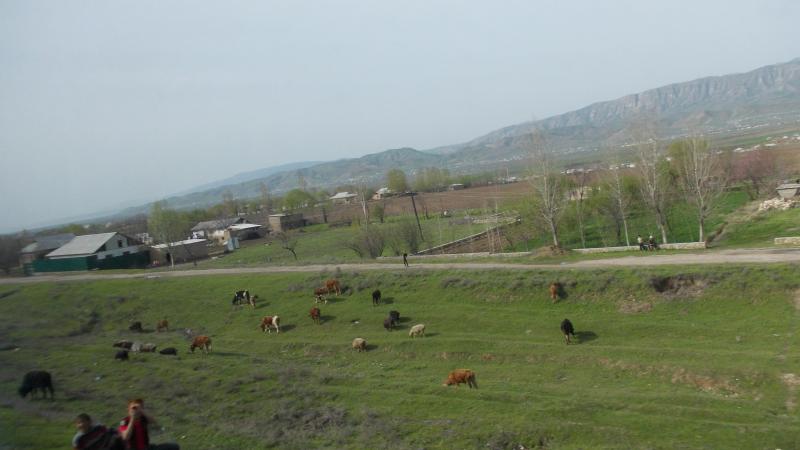 Development of a heat-tolerant livestock sector could decrease farmers’ vulnerability in Tajikistan as agricultural revenue drops due to climate change