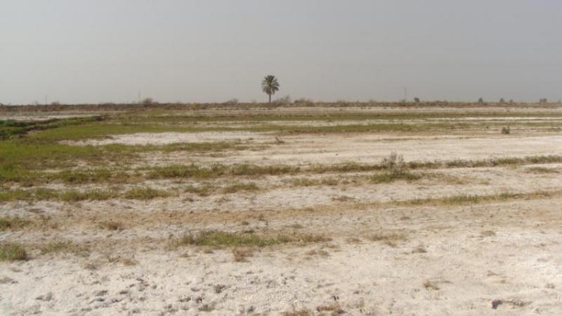 Restoration of agriculture is central component of reconstruction efforts in Iraq.