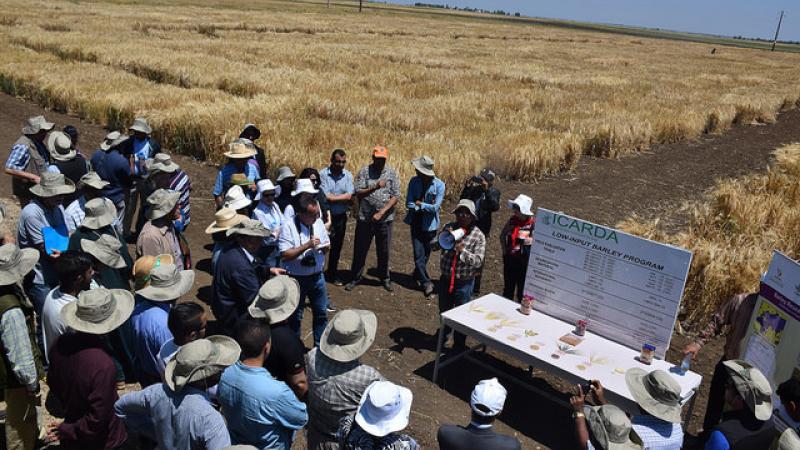 The Marchouch research station near Rabat is host to a model crop improvement program.
