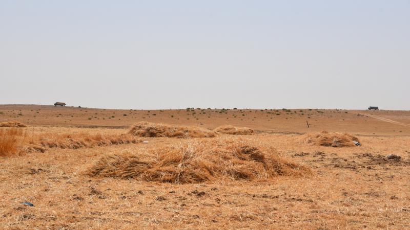 Barley harvesting in Jordan's Badia. Photo credit: Sanobar Khudaybergenova, ICARDA.