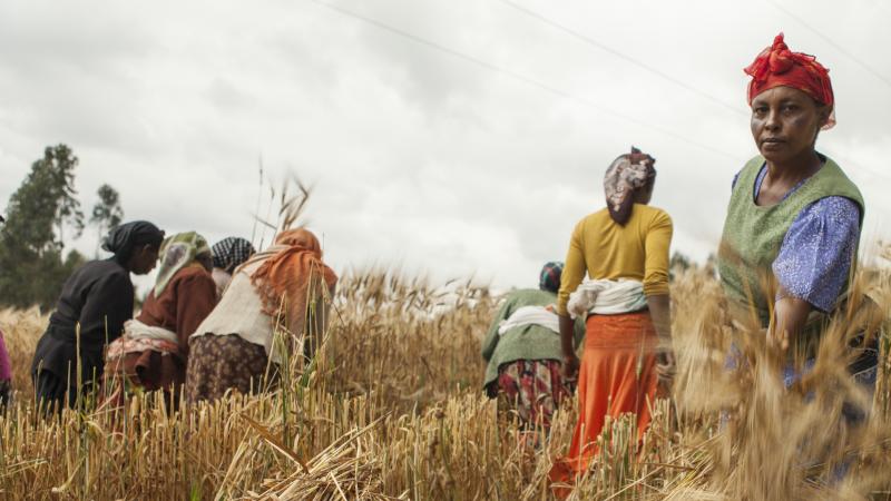 Closing the gender gap in barley farming boosts production and incomes in Ethiopia
