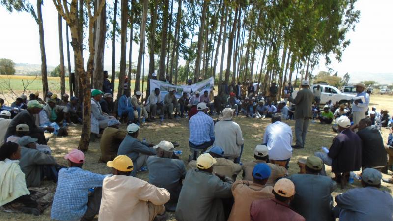 ICARDA and partners organized a field day on faba bean, chickpea and malt barley seed production this past October. 