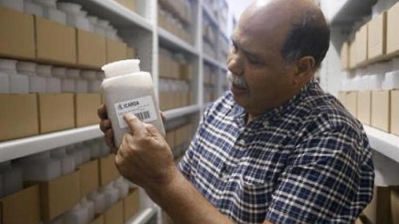 Dr.  Ahmed Amri, head of ICARDA's Genetic Resources Unit, displays seed samples in the Rabat seed bank, Morocco
