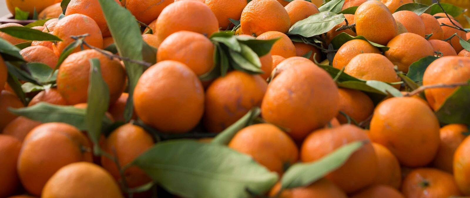 As the project wraps up, capturing information on agricultural commodity prices has never been easier for family farmers in Tunisia