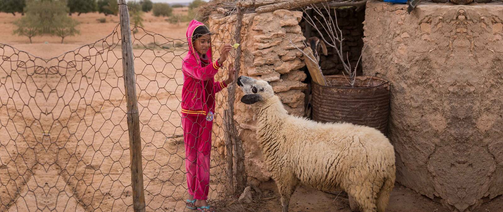 The food pellets restoring degraded rangelands in Tunisia