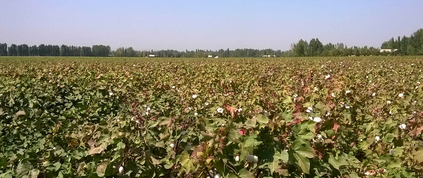 HEAT STRONGLY INFLUENCES COTTON PRODUCTION IN UZBEKISTAN