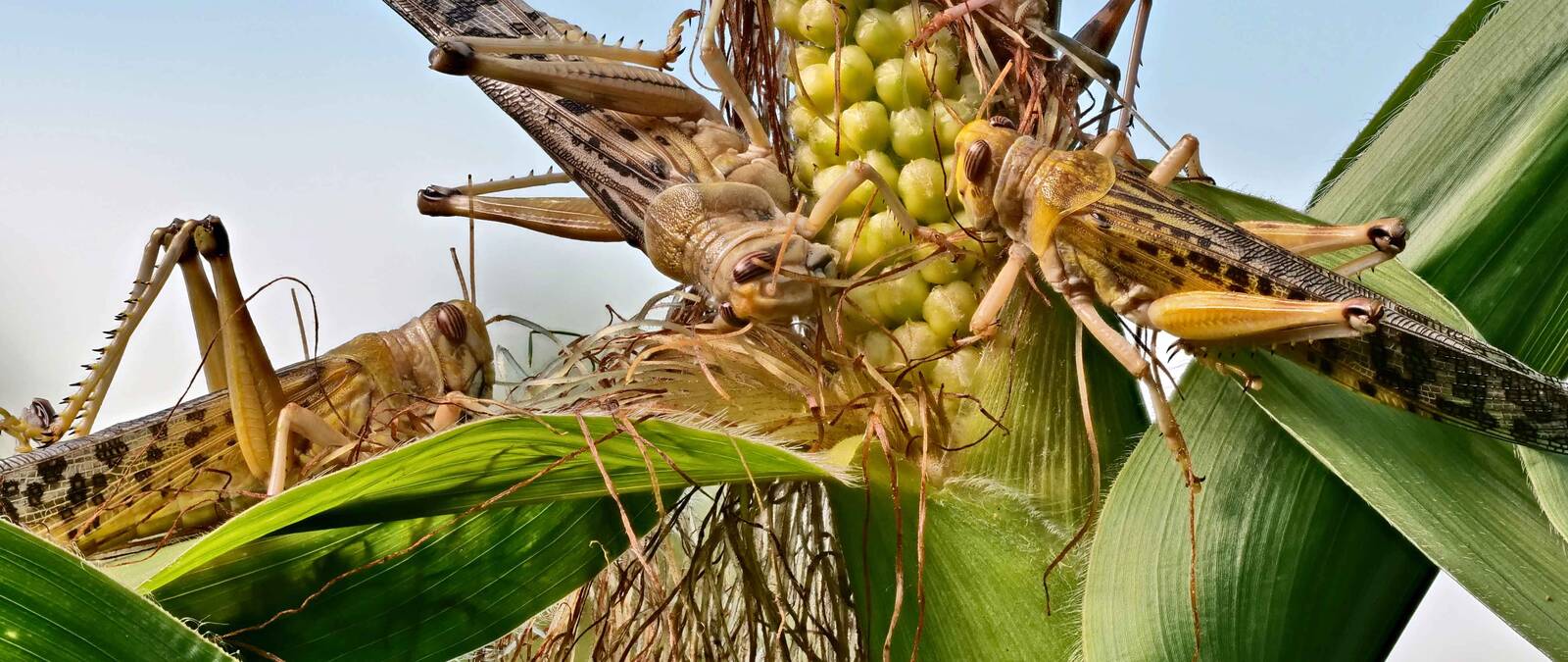 Farmers Locust Swarms
