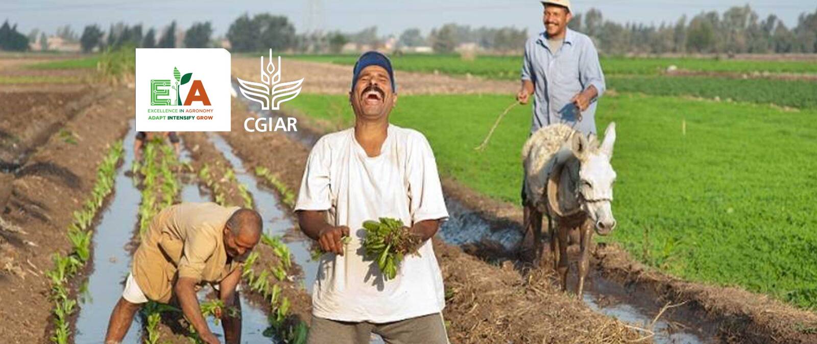 June 27th sees the launch of the CGIAR Excellence in Agronomy 2030 Initiative in CWANA 