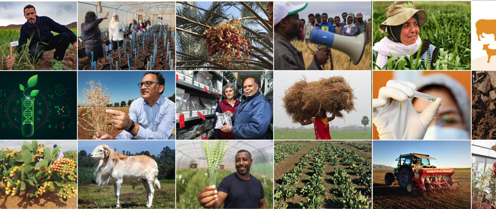 ICARDA'S UPDATED 2030 RESEARCH AND INNOVATION STRATEGY