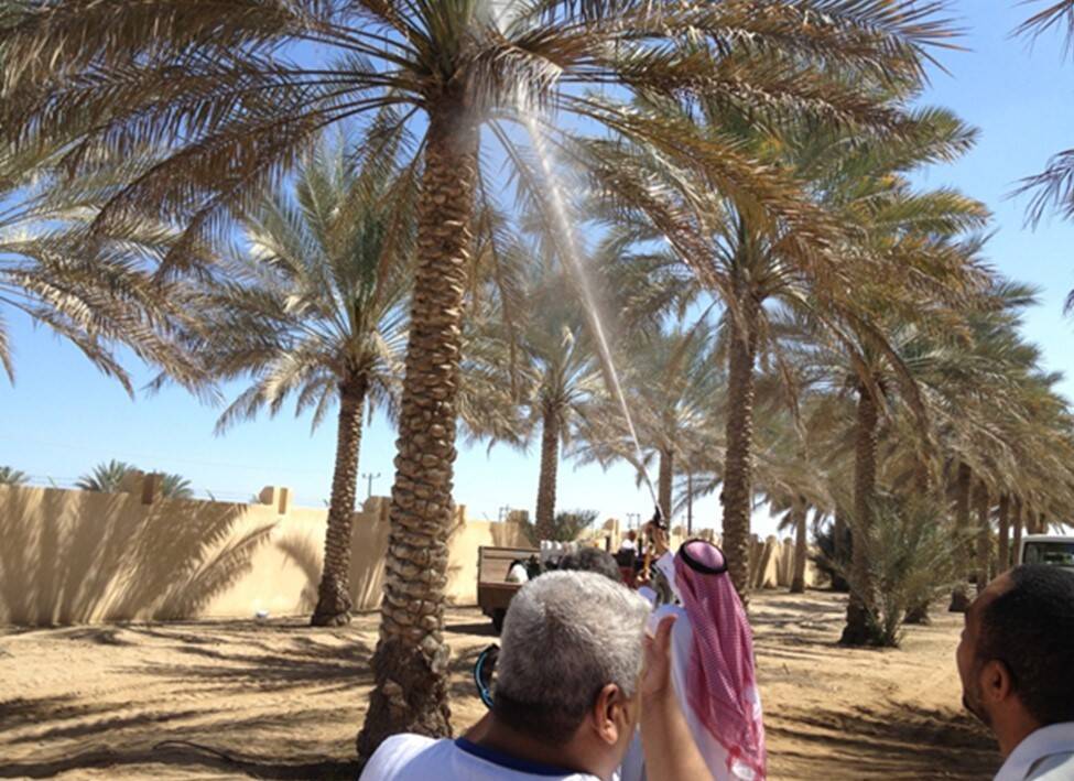 CostEffective Liquid Pollination Technology for Date Palm Production